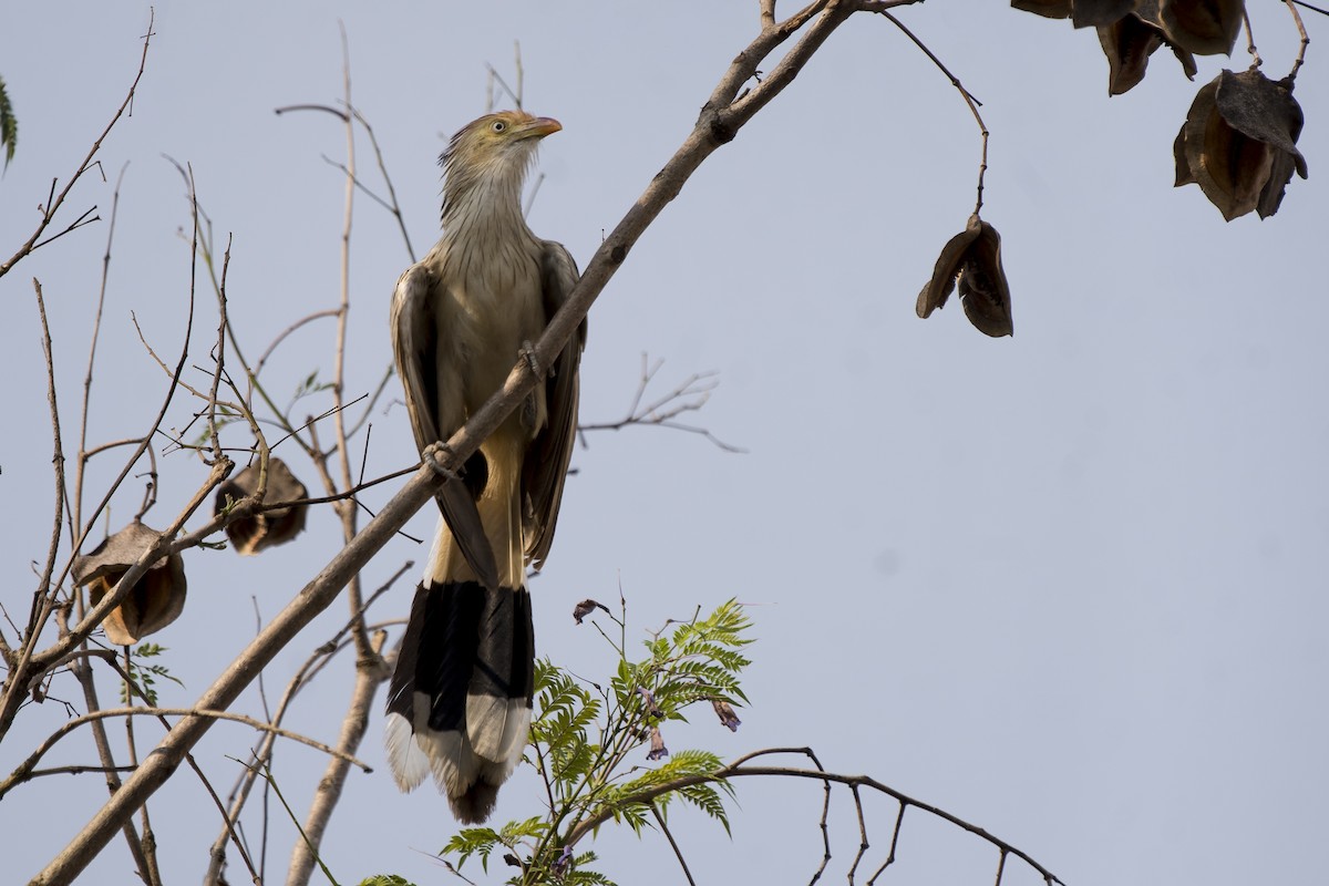 Guira Cuckoo - ML181092081