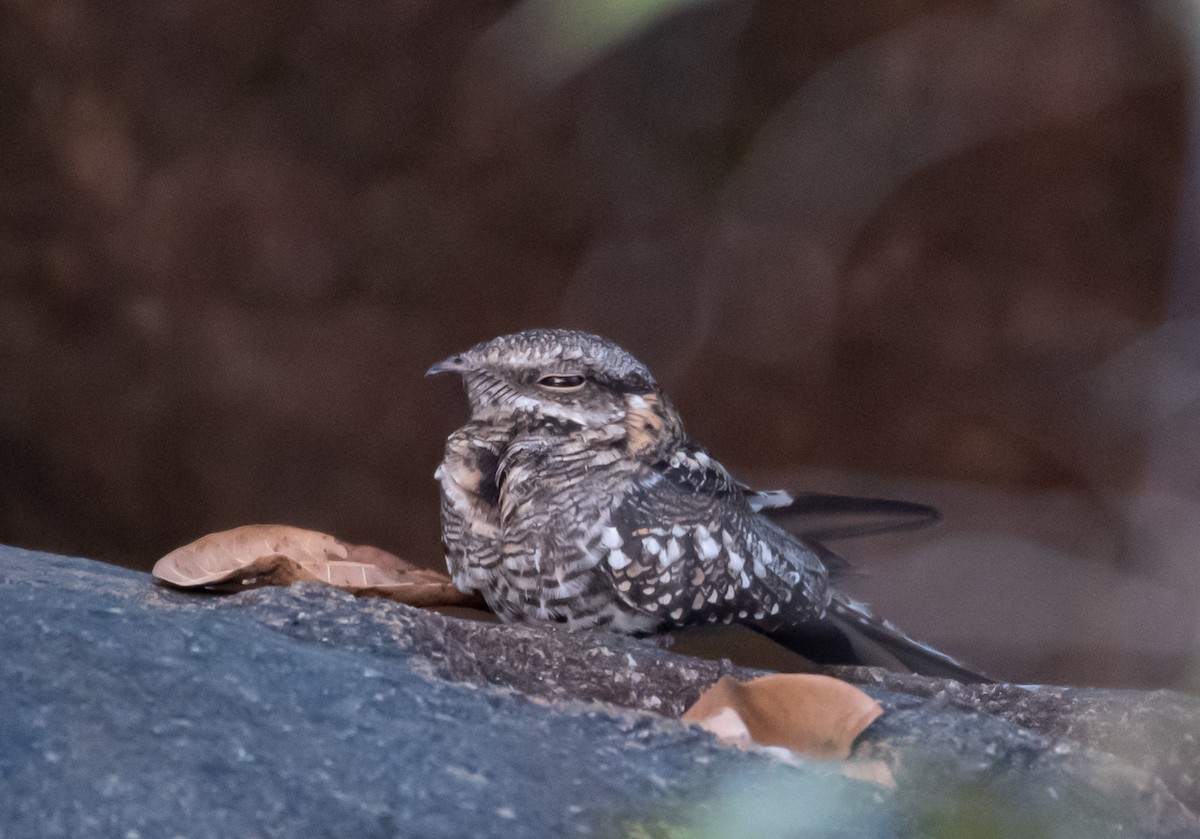 Ladder-tailed Nightjar - ML181092221