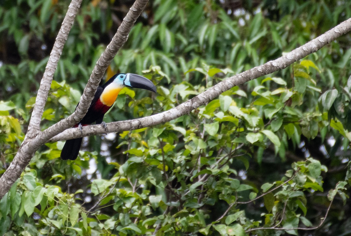 Channel-billed Toucan - ML181092521