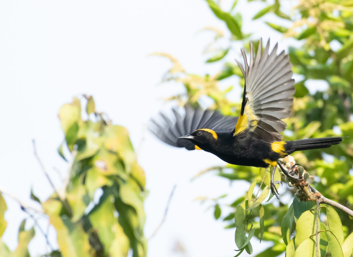 Epaulet Oriole (Moriche) - ML181092741