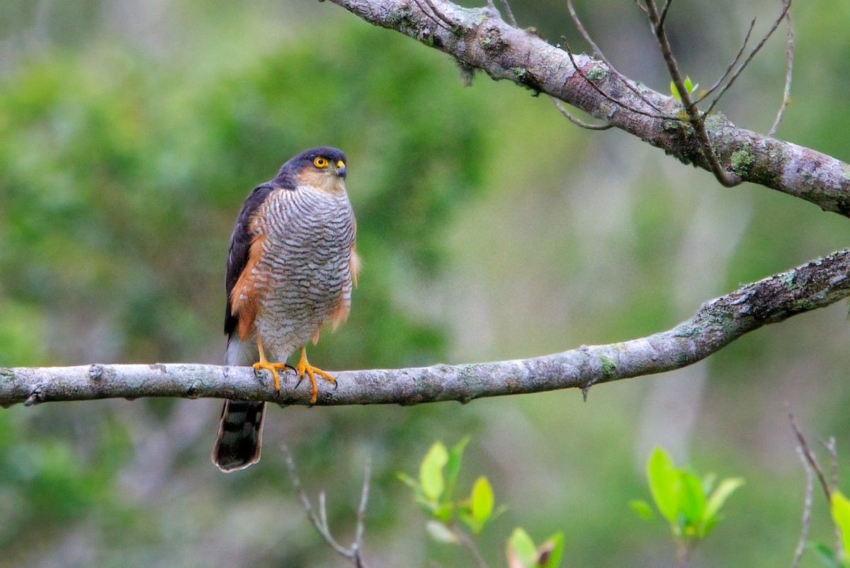 Sharp-shinned Hawk - ML181093831