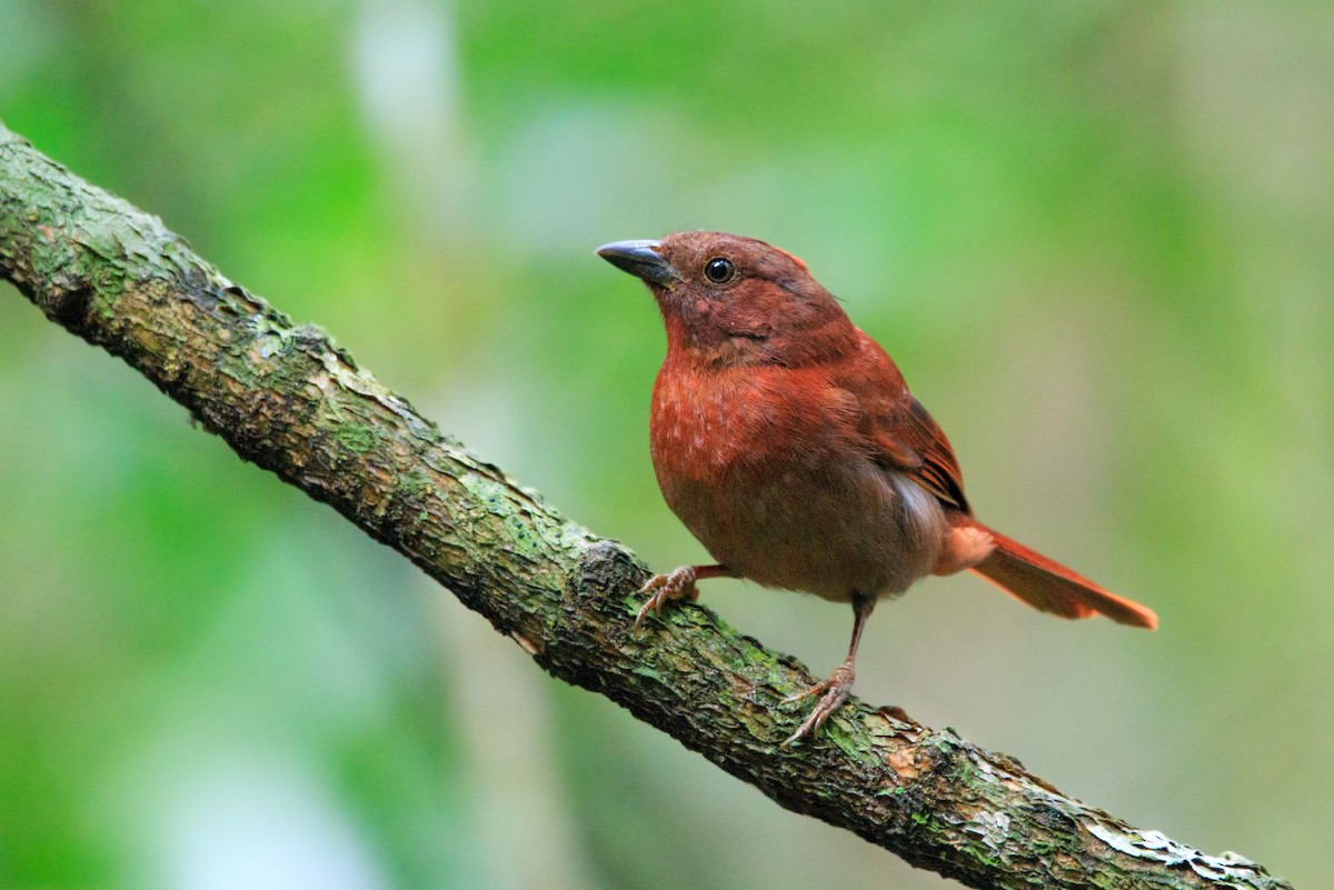 Red-crowned Ant-Tanager - ML181093951