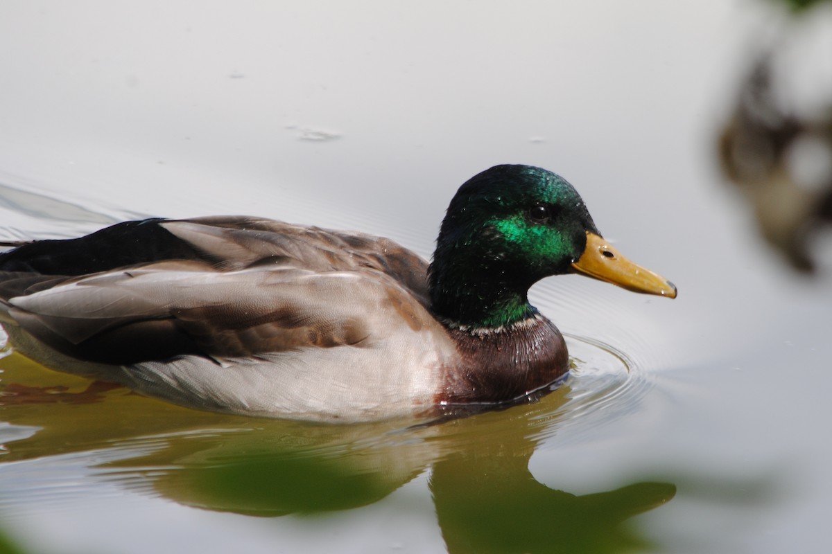 Mallard - ML181095461