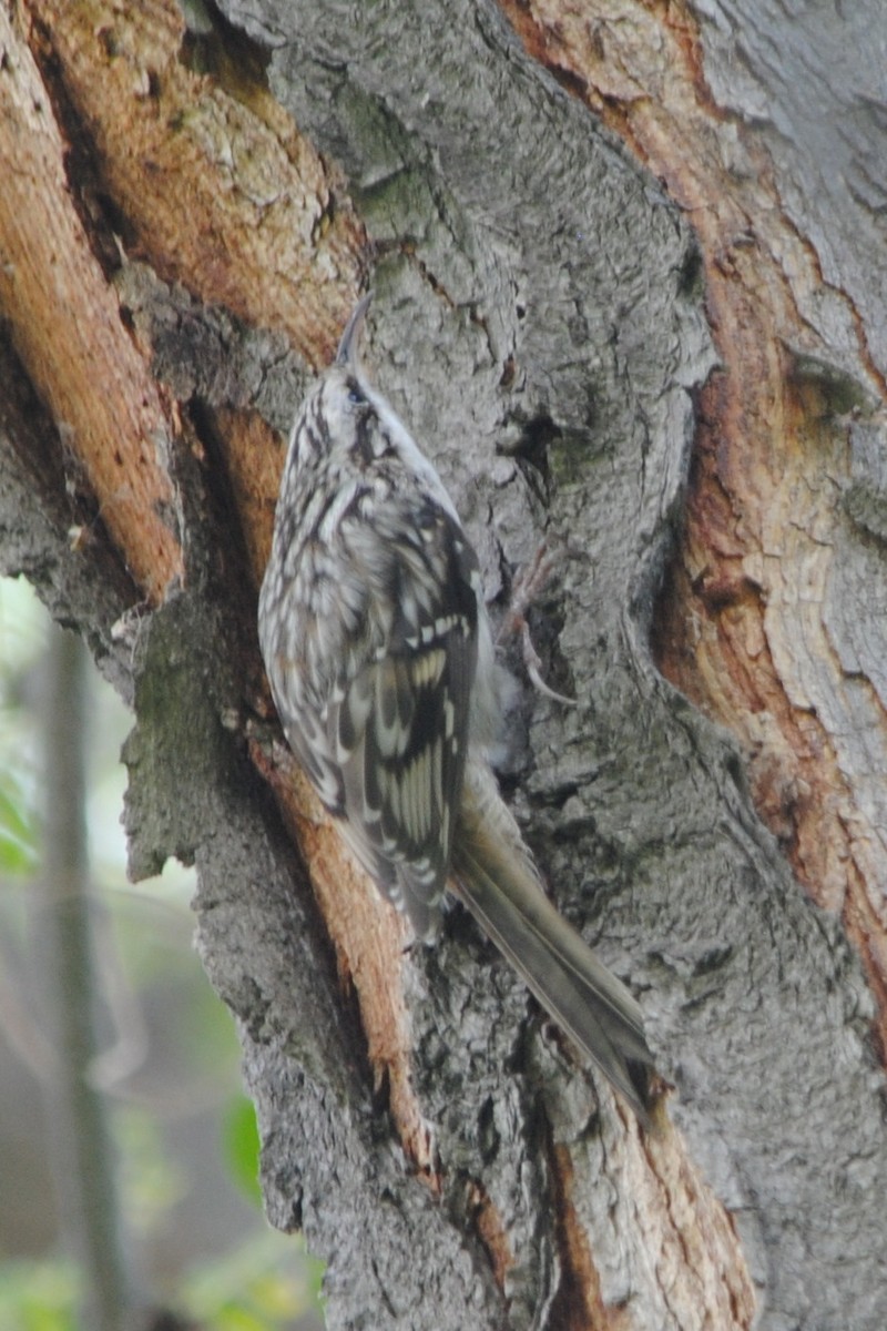 Brown Creeper - ML181095471