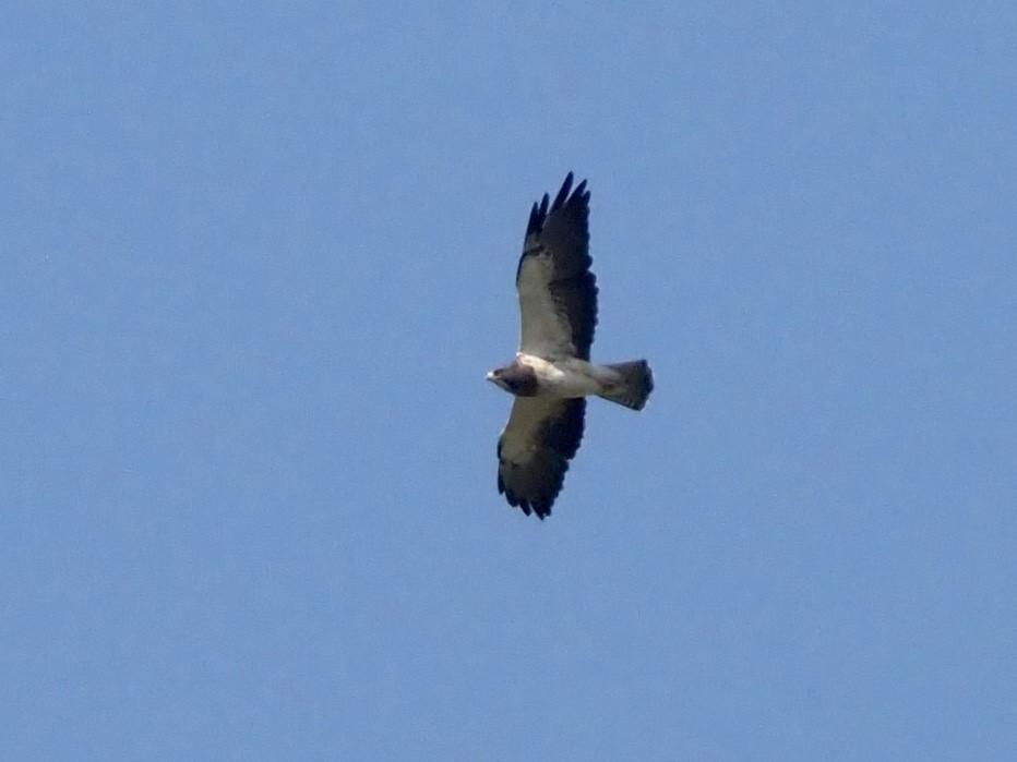 Swainson's Hawk - ML181096011