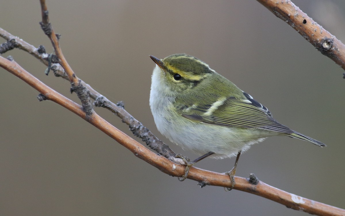 Pallas's Leaf Warbler - Anton Liebermann