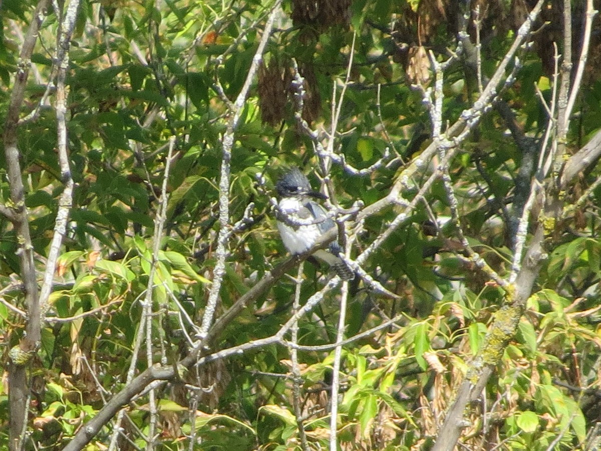Belted Kingfisher - Bill Nolting