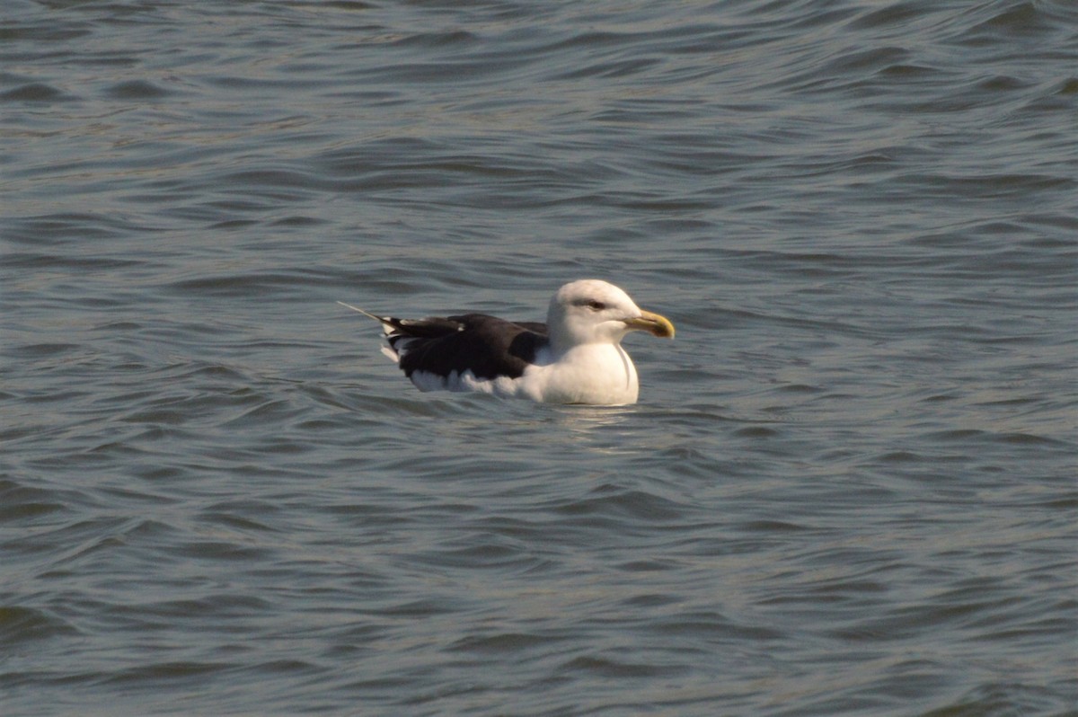 Great Black-backed Gull - ML181099121