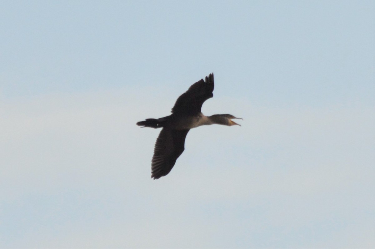 Double-crested Cormorant - ML181099151