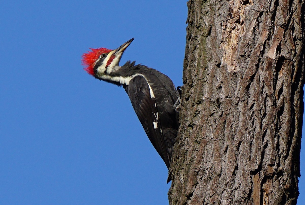 Pileated Woodpecker - ML181100001