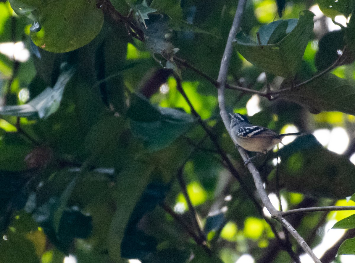 Spot-tailed Antwren - ML181101601