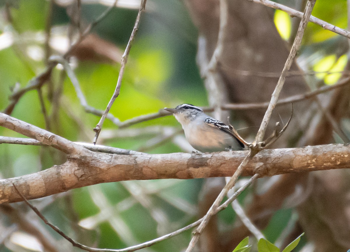 Todd's Antwren - John Sterling