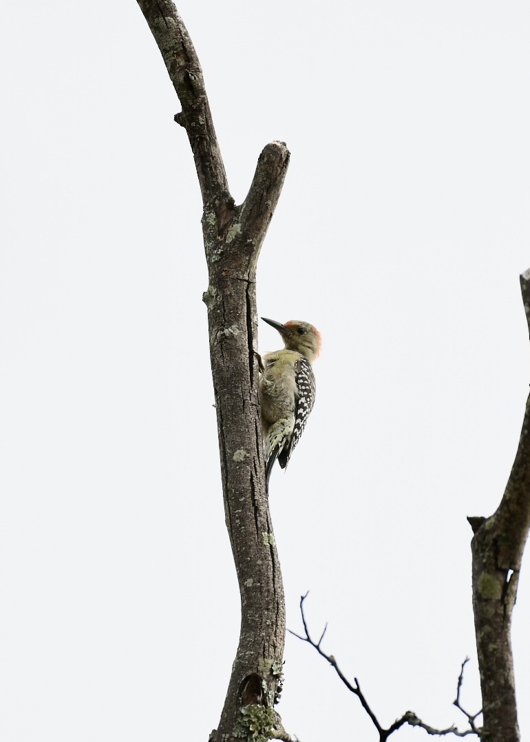 Red-bellied Woodpecker - ML181103371