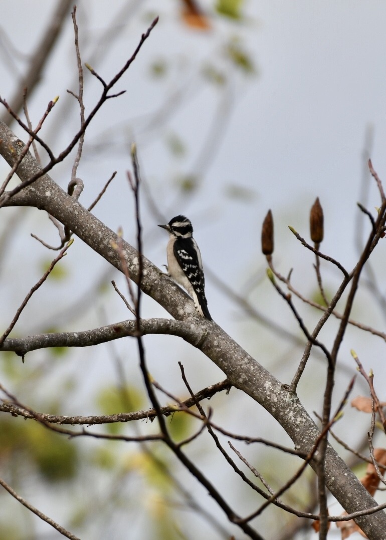 Downy Woodpecker - ML181103401