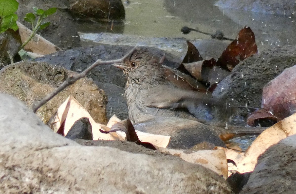 California Towhee - ML181103721