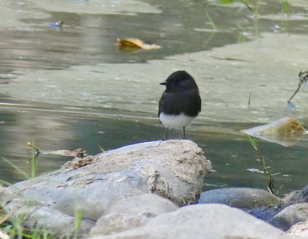 Black Phoebe - ML181103811