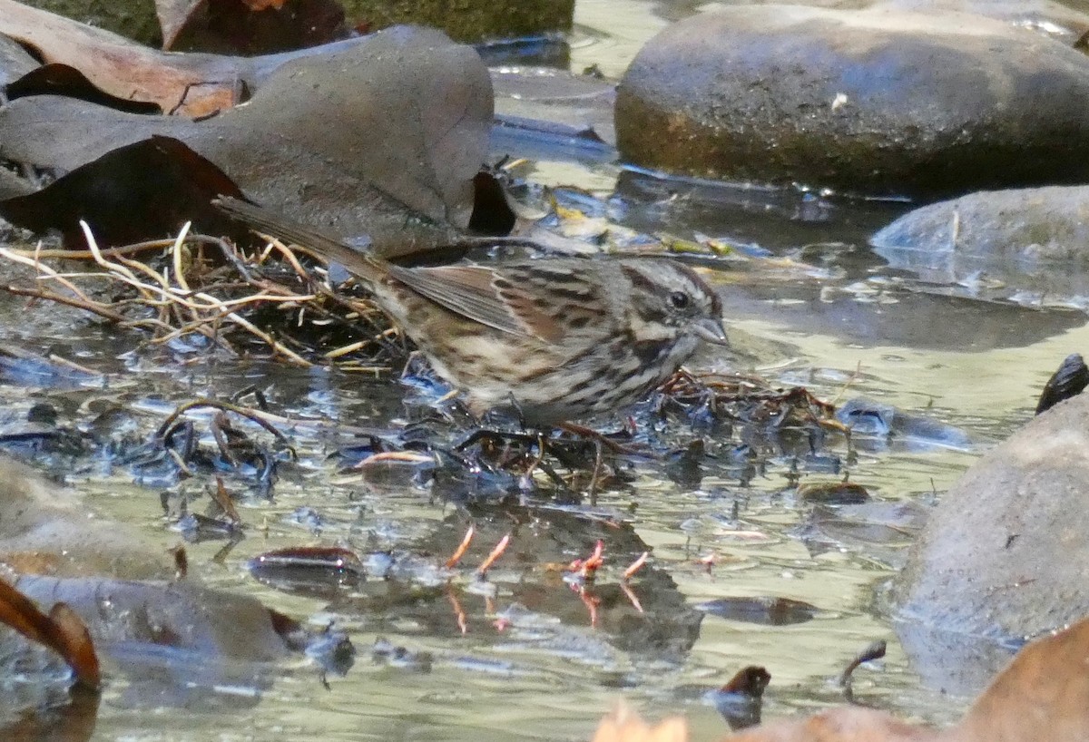 Song Sparrow - ML181104091