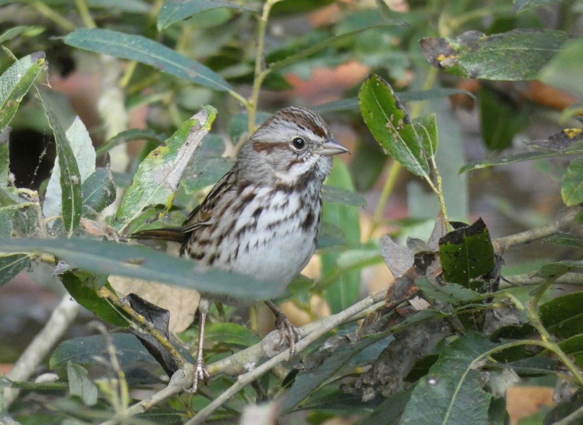 Song Sparrow - ML181104201