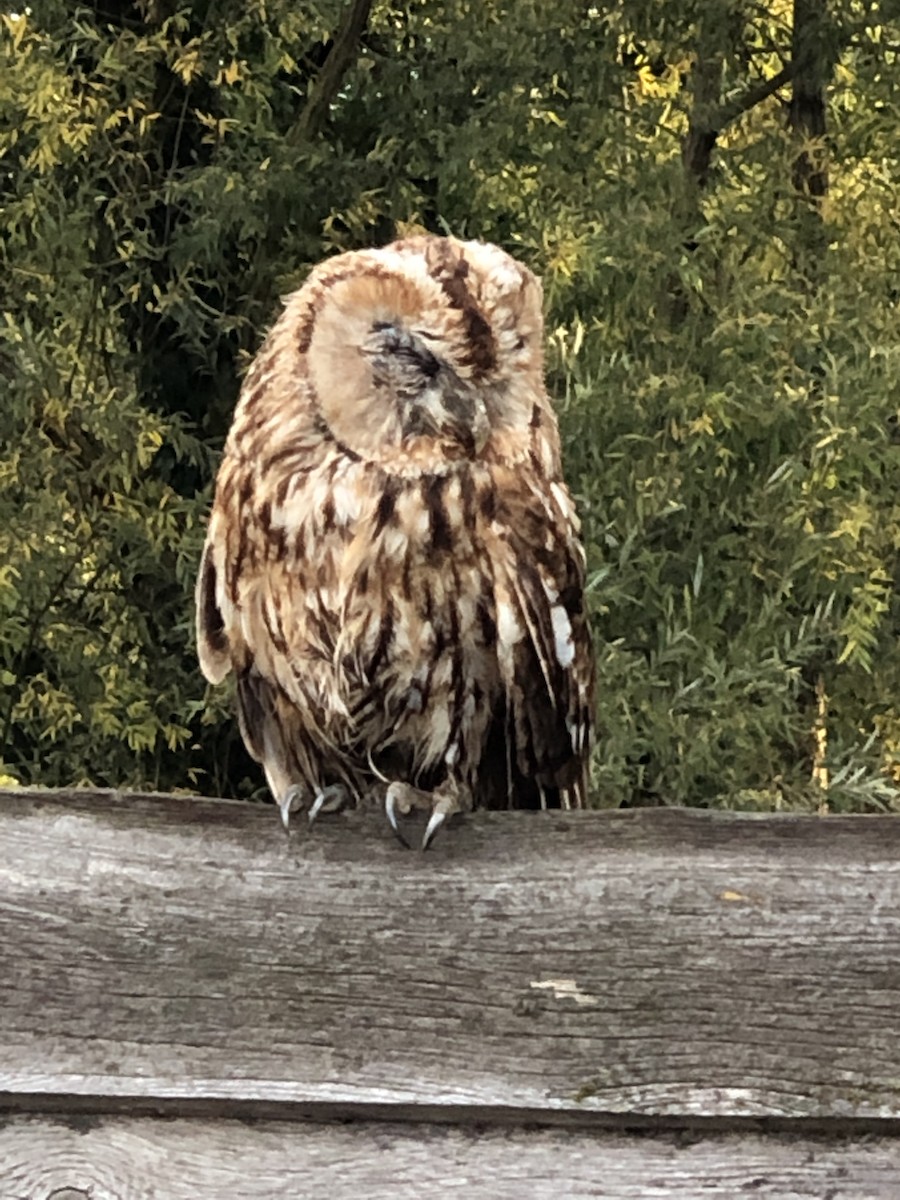 Tawny Owl - Linda Macaulay