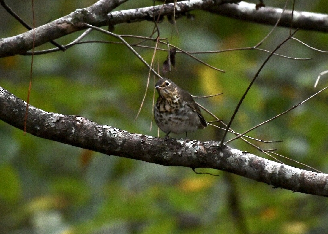 Swainson's Thrush - ML181105391
