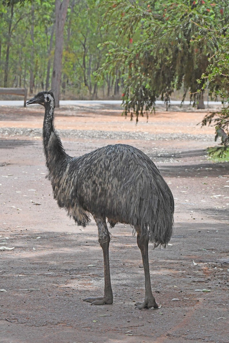 emu hnědý - ML181106701