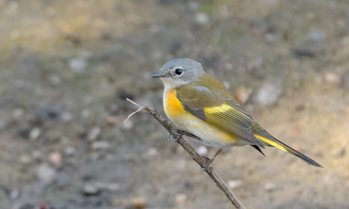 American Redstart - Becky Matsubara