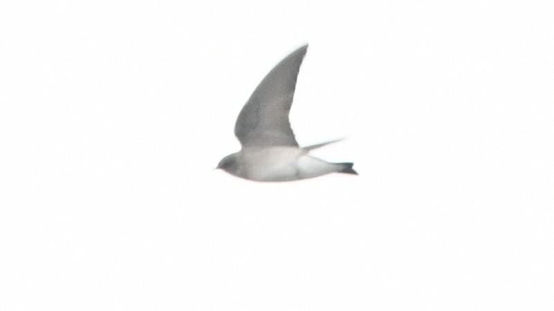 Northern Rough-winged Swallow - ML181108291