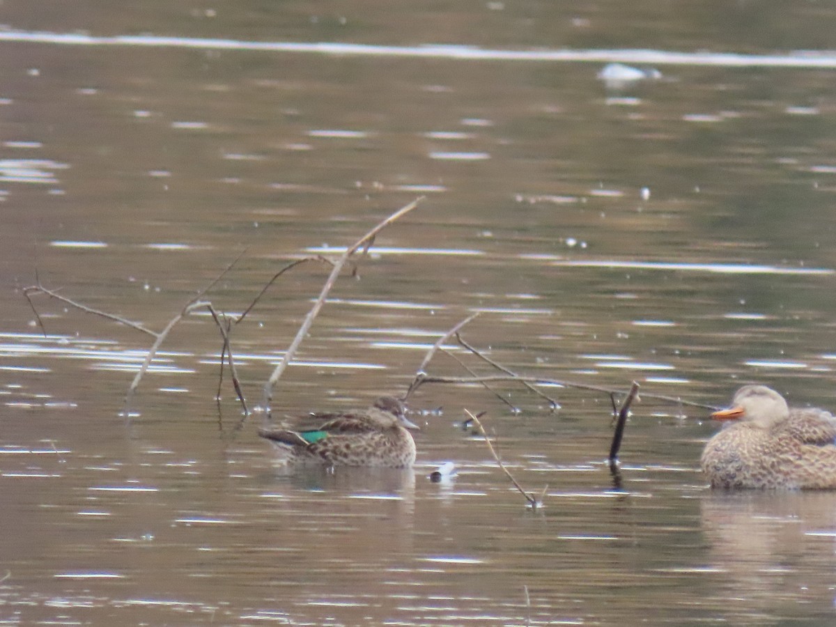 Green-winged Teal - karyl gabriel