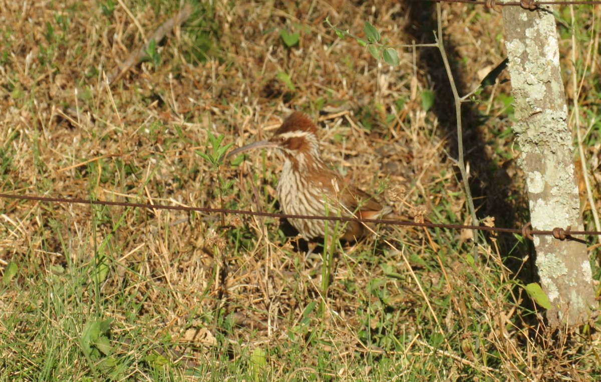 Scimitar-billed Woodcreeper - ML181110601