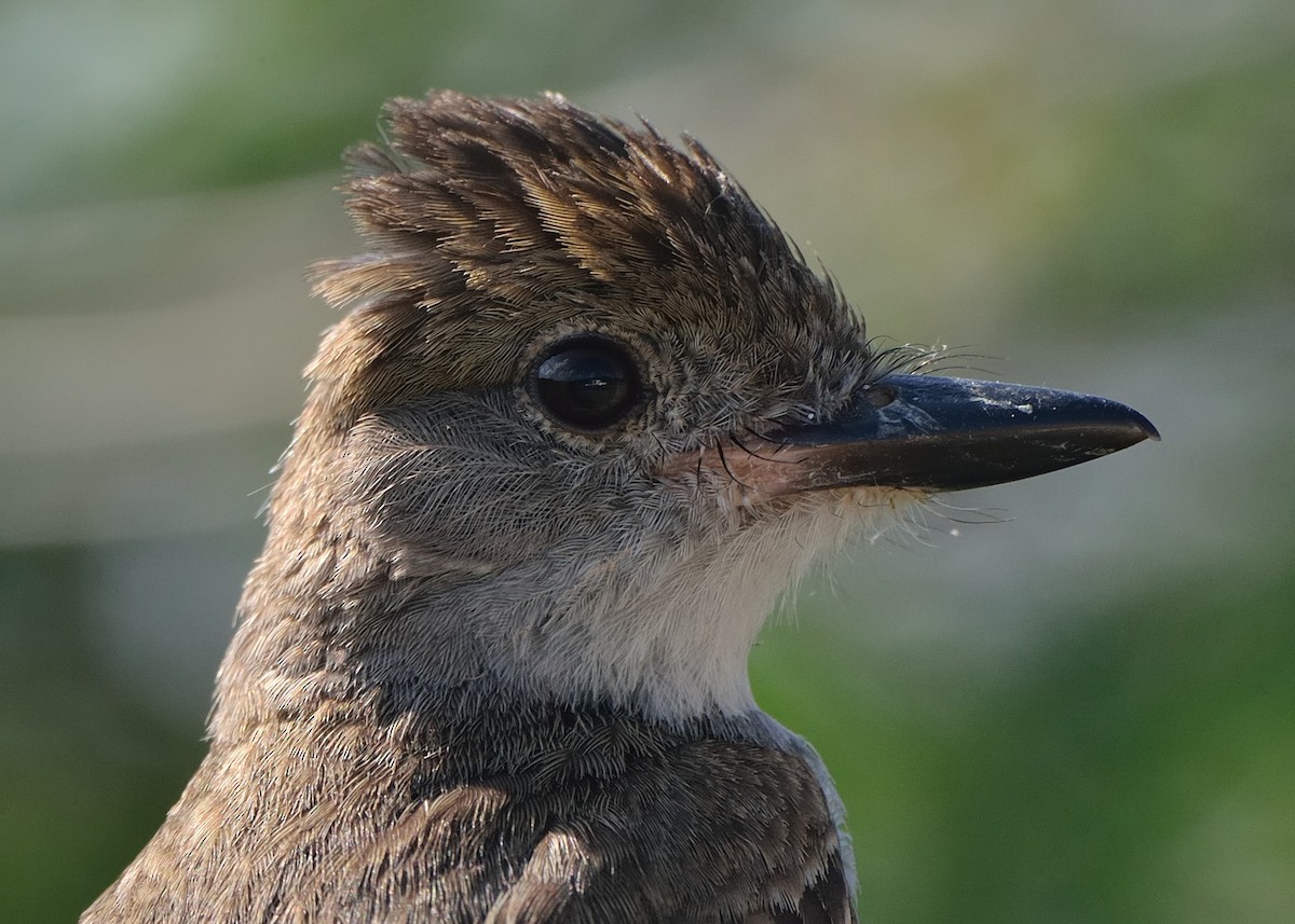 Brown-crested Flycatcher - Michiel Oversteegen