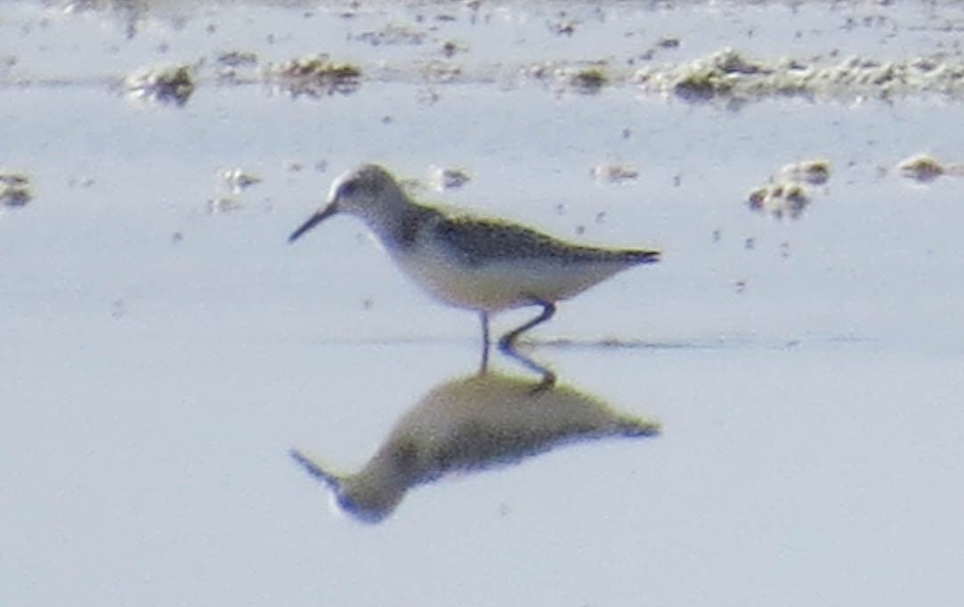 Sanderling - Anonymous