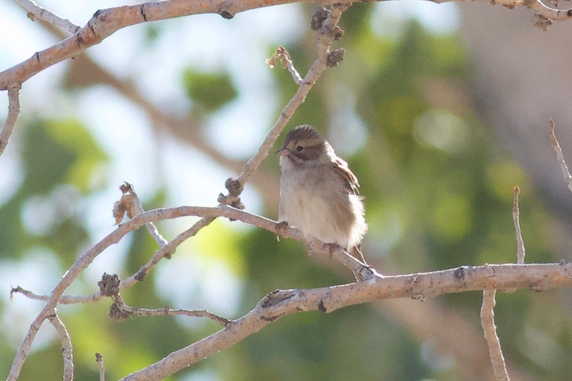 Clay-colored Sparrow - Ryan Terrill