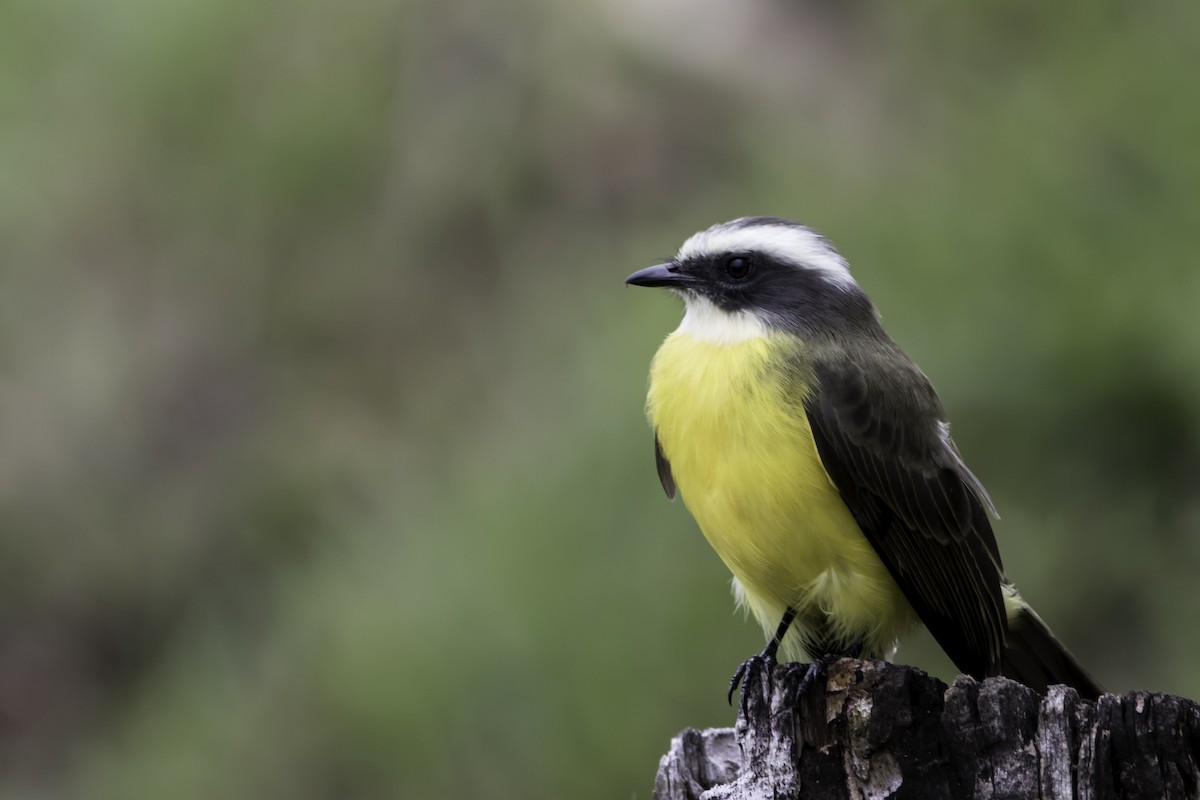 Social Flycatcher - ML181113761