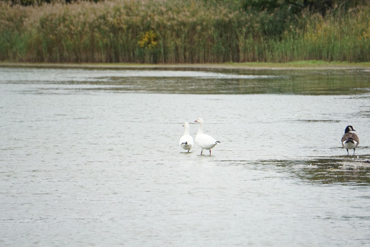 Snow Goose - Alan V. Bacchiochi