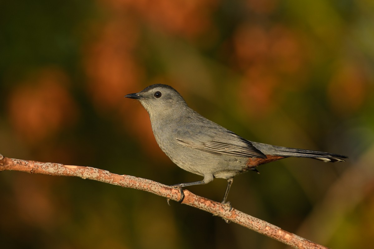 Gray Catbird - Jonathan Irons