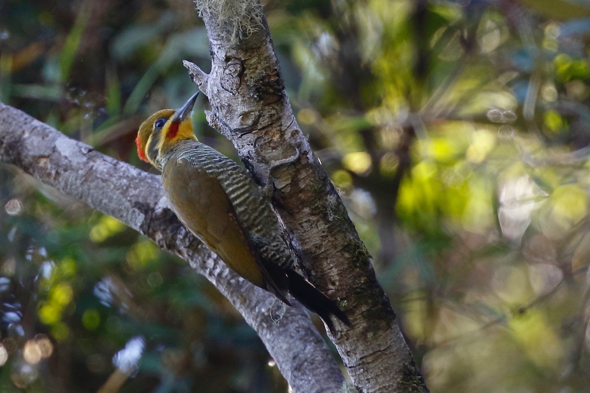 White-browed Woodpecker - ML181116551