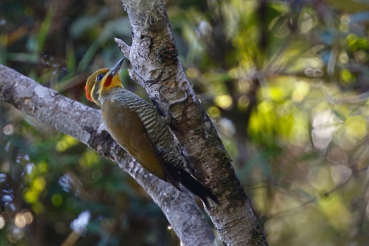 White-browed Woodpecker - Timo Mitzen