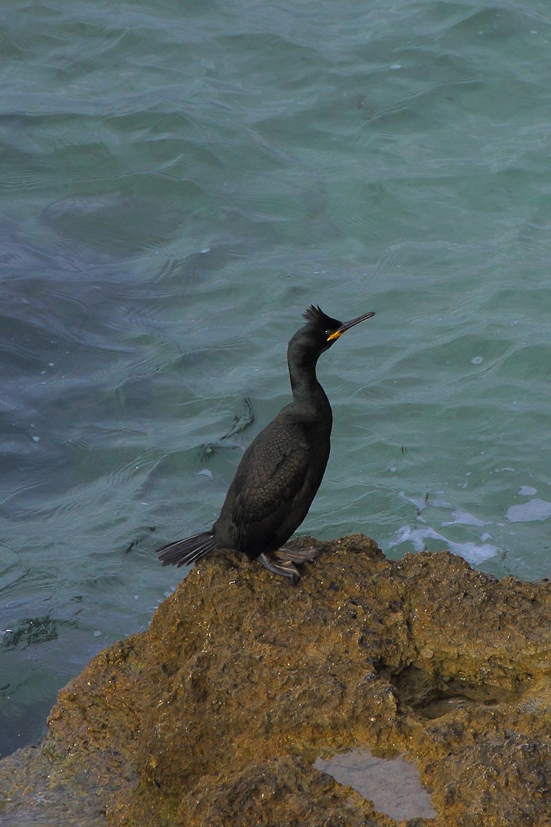 European Shag - ML181118721