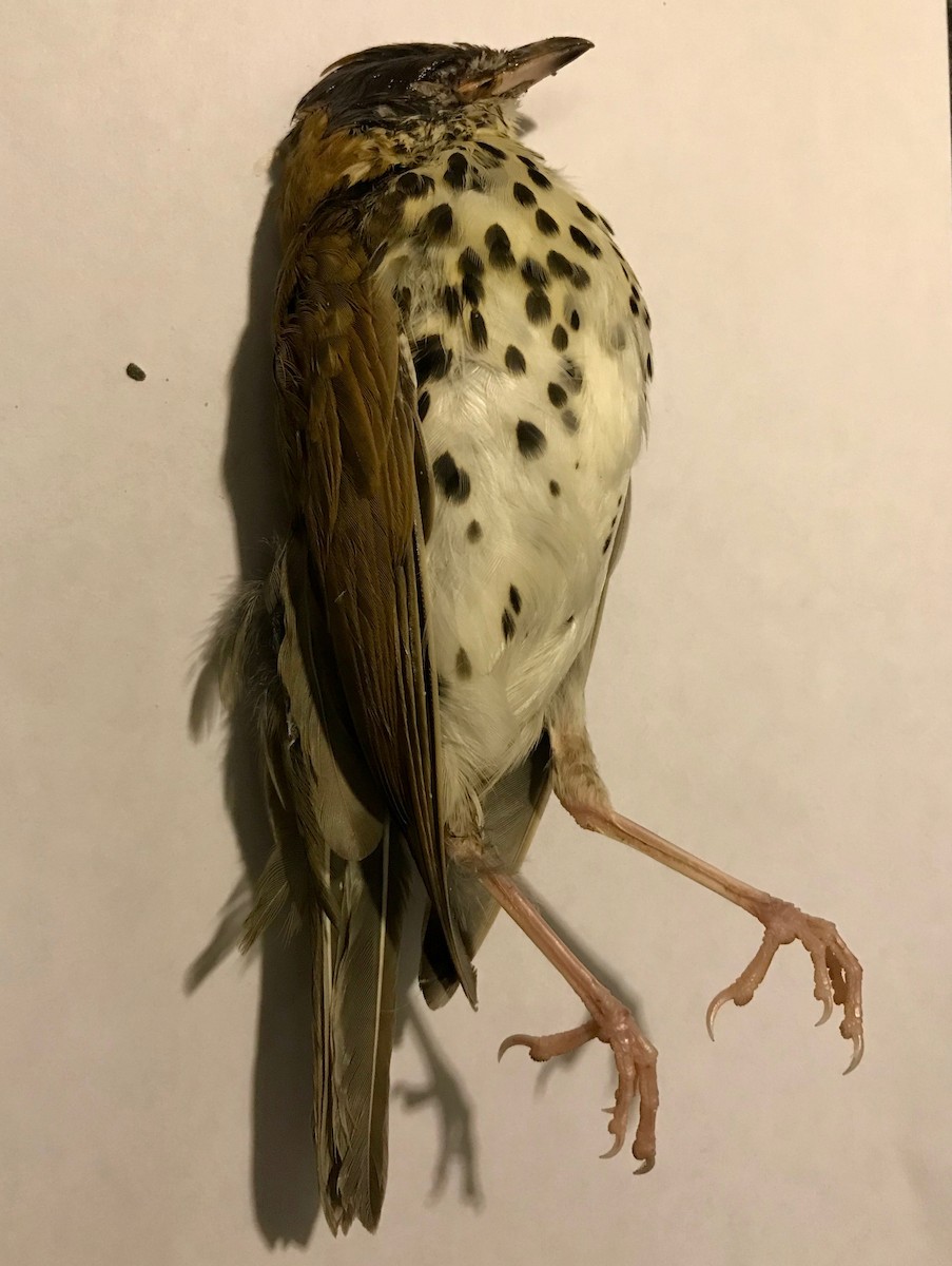 Wood Thrush - ML181119441