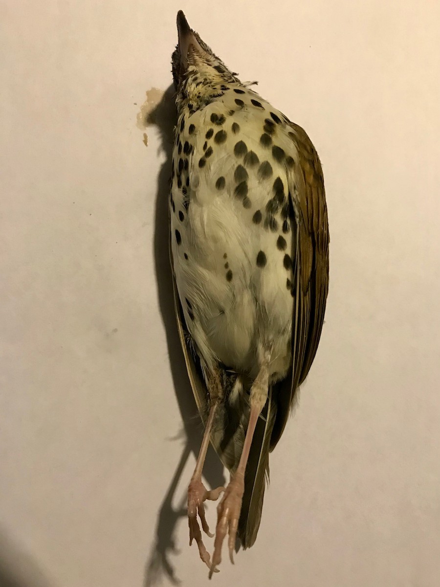 Wood Thrush - Vincent Létourneau