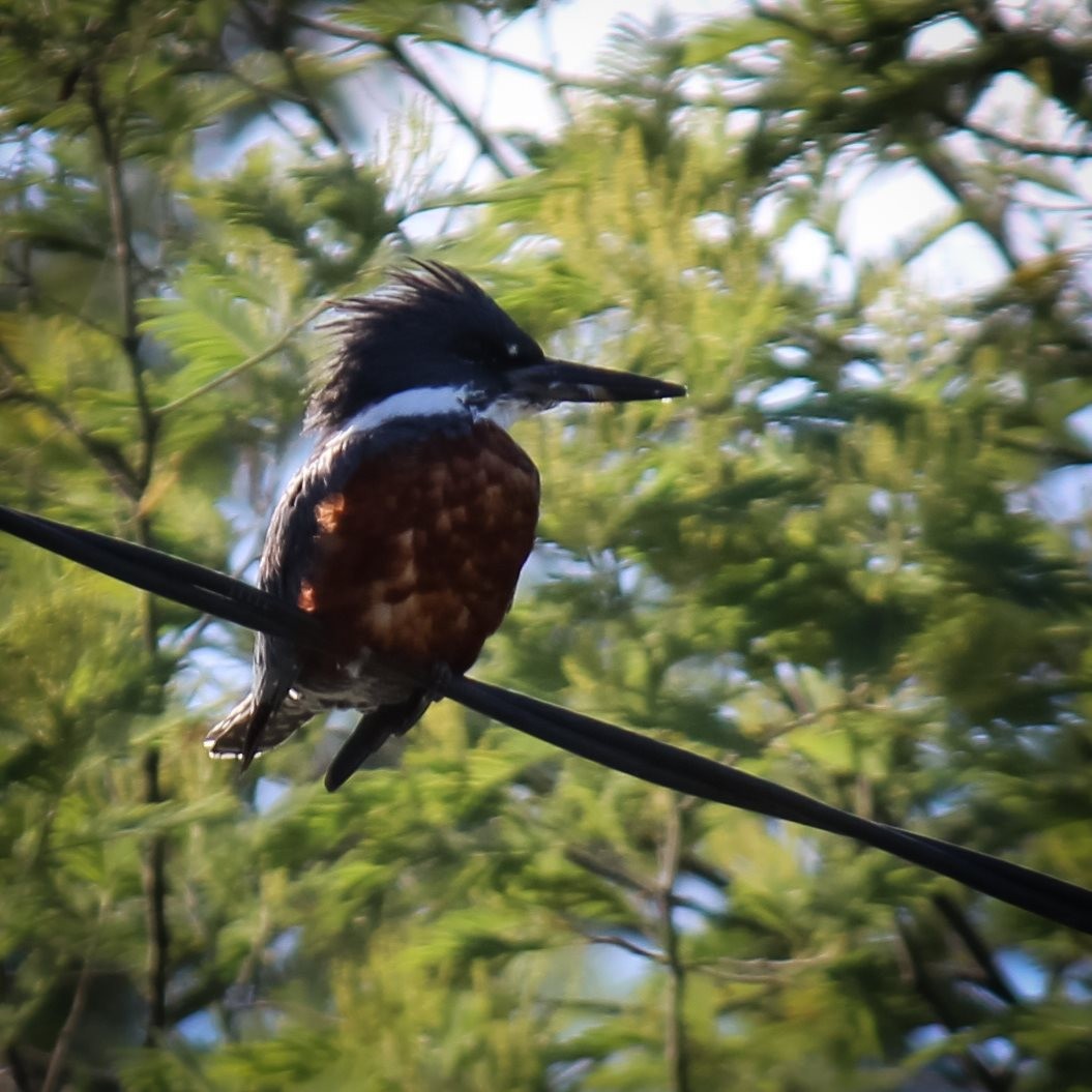 Ringed Kingfisher - ML181121751