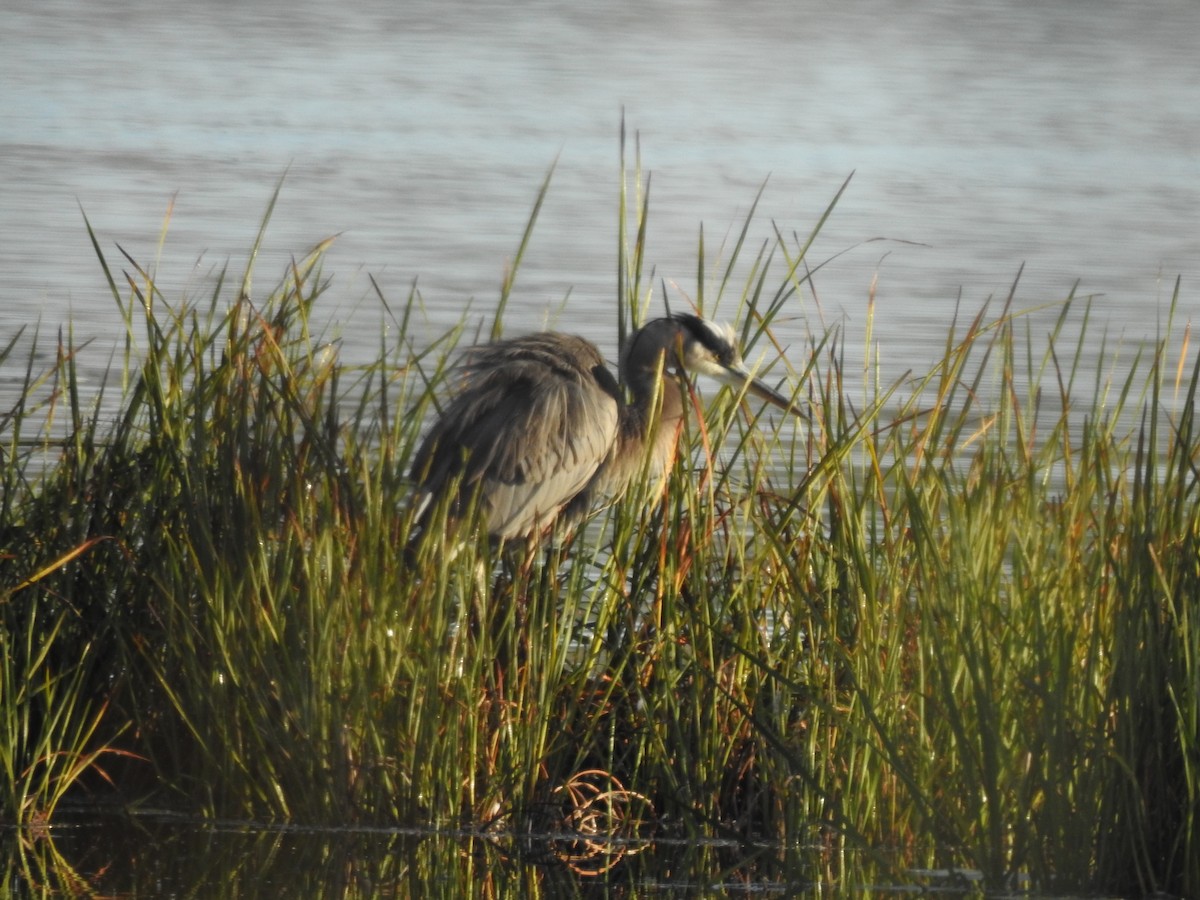 Great Blue Heron - ML181124381