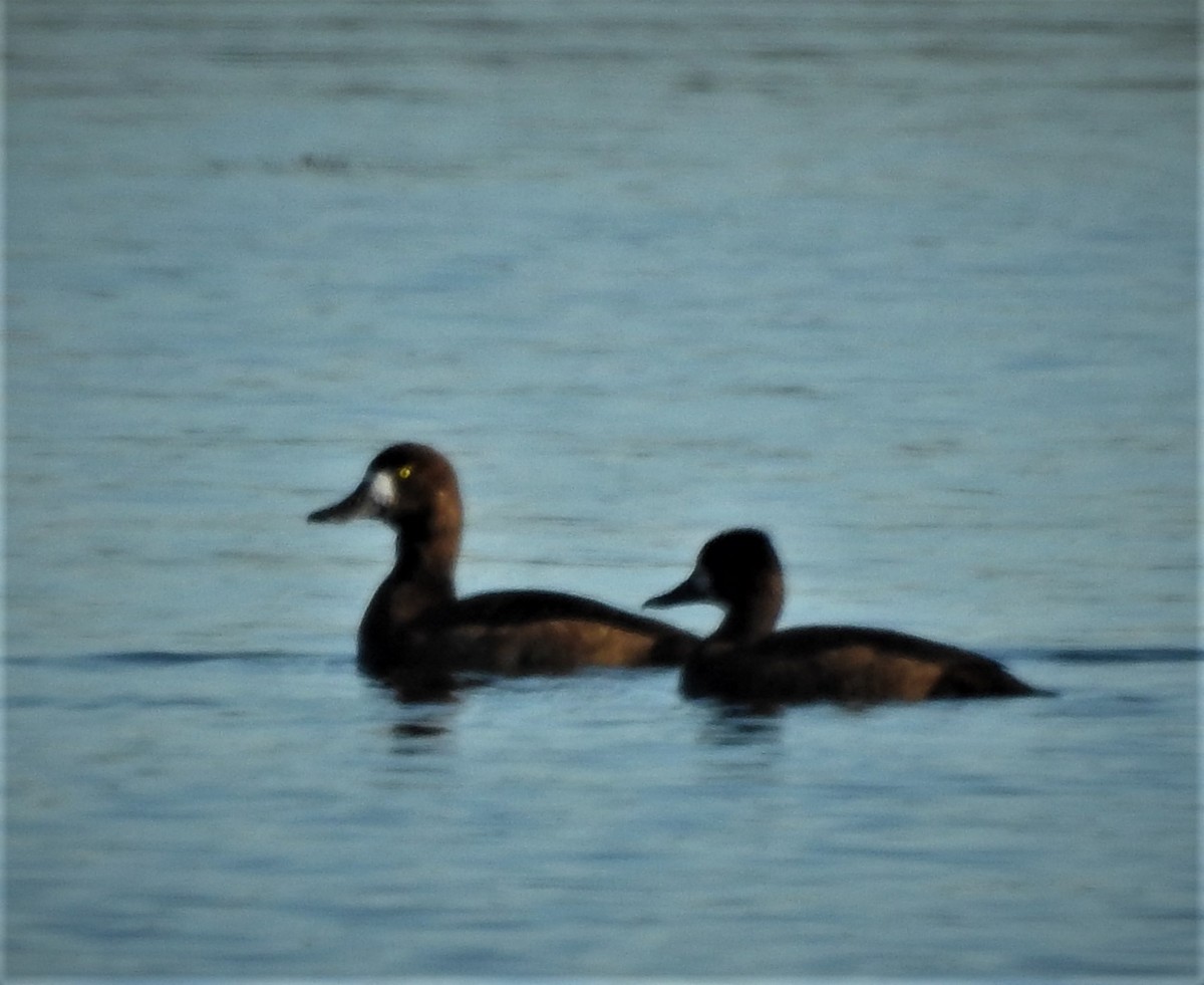 Greater Scaup - Dave Milsom