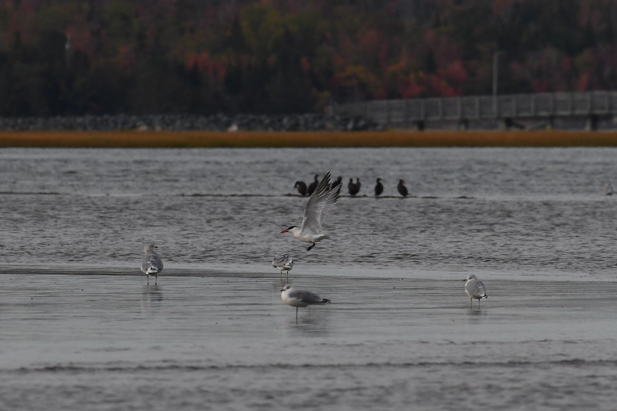 Caspian Tern - Angela Granchelli