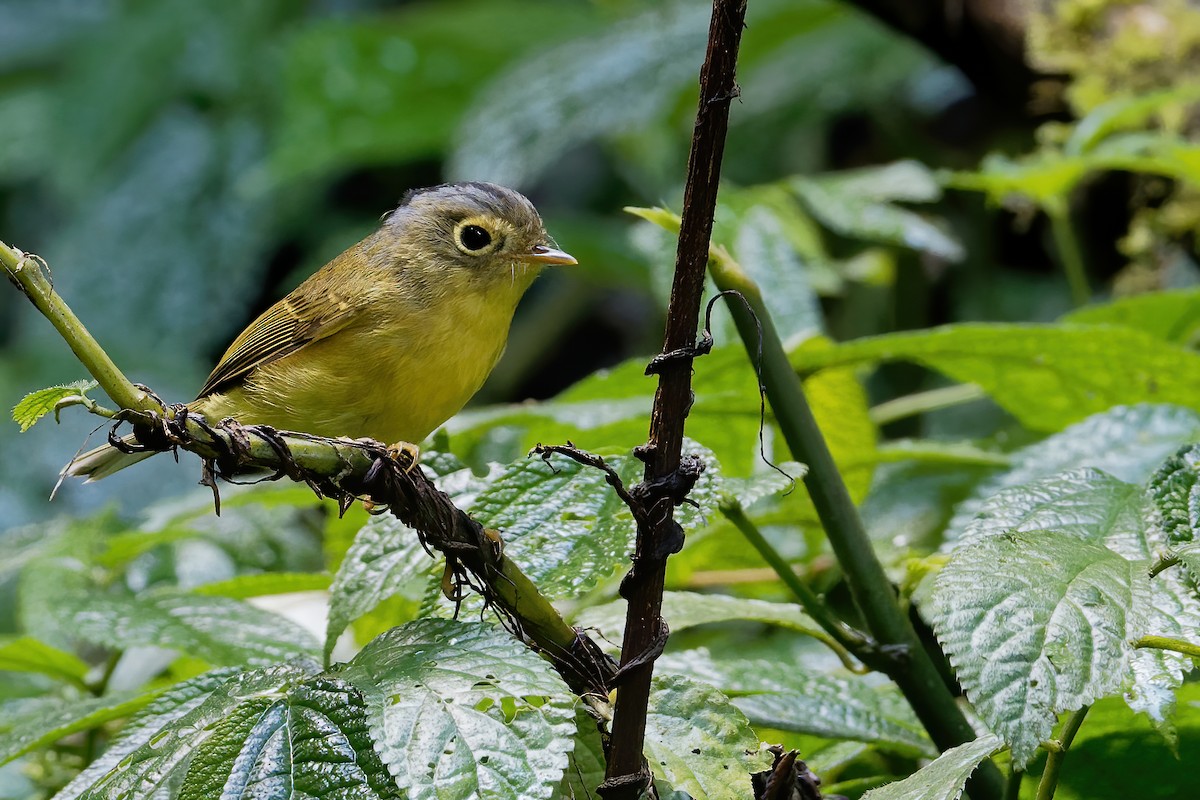 Bianchi's Warbler - ML181125641