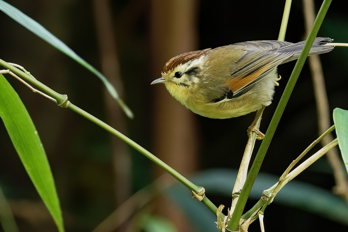 Rufous-winged Fulvetta - ML181125841