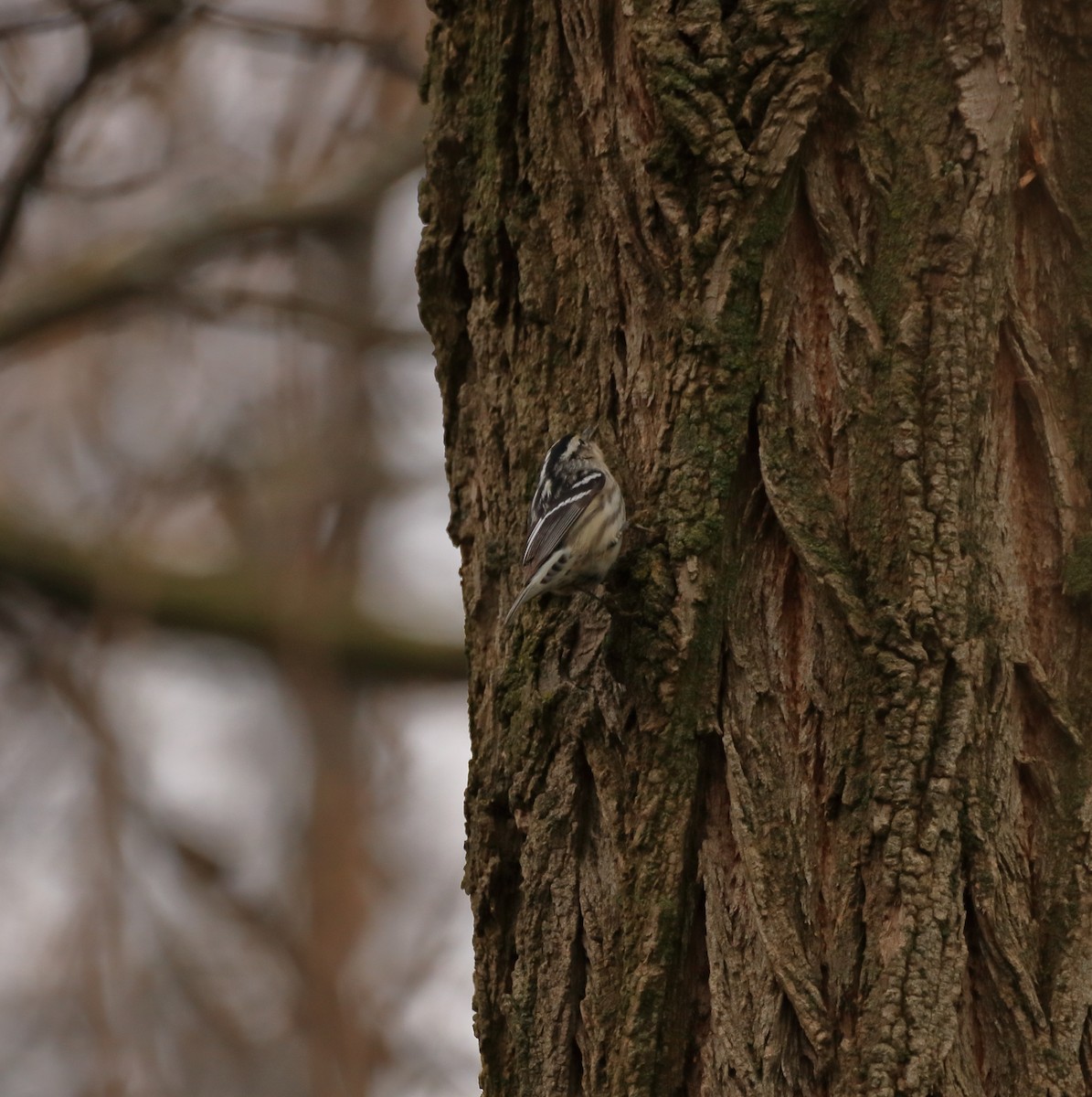 Black-and-white Warbler - ML181130141