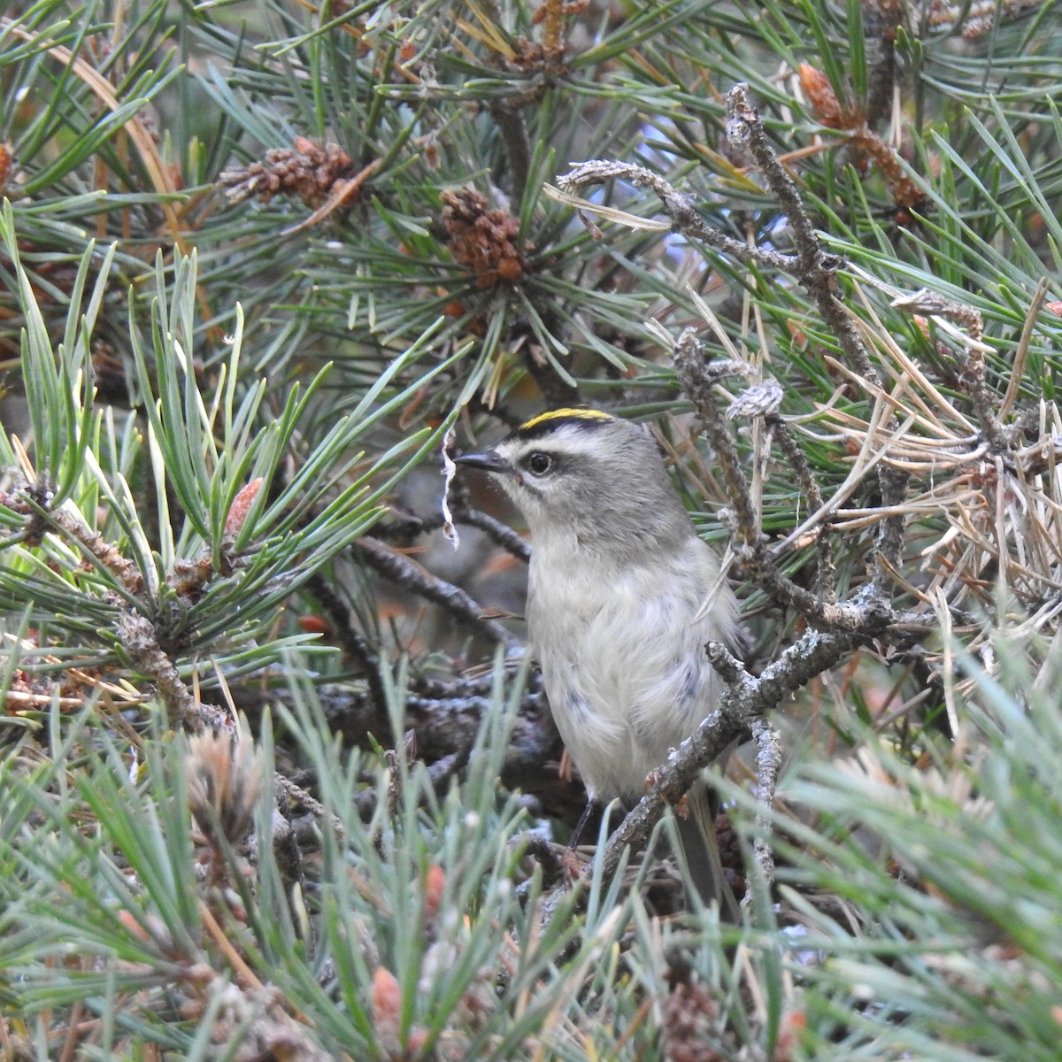 Golden-crowned Kinglet - mc coburn