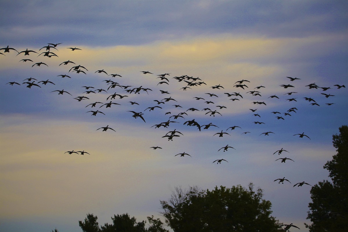 Canada Goose - Vickie Baily