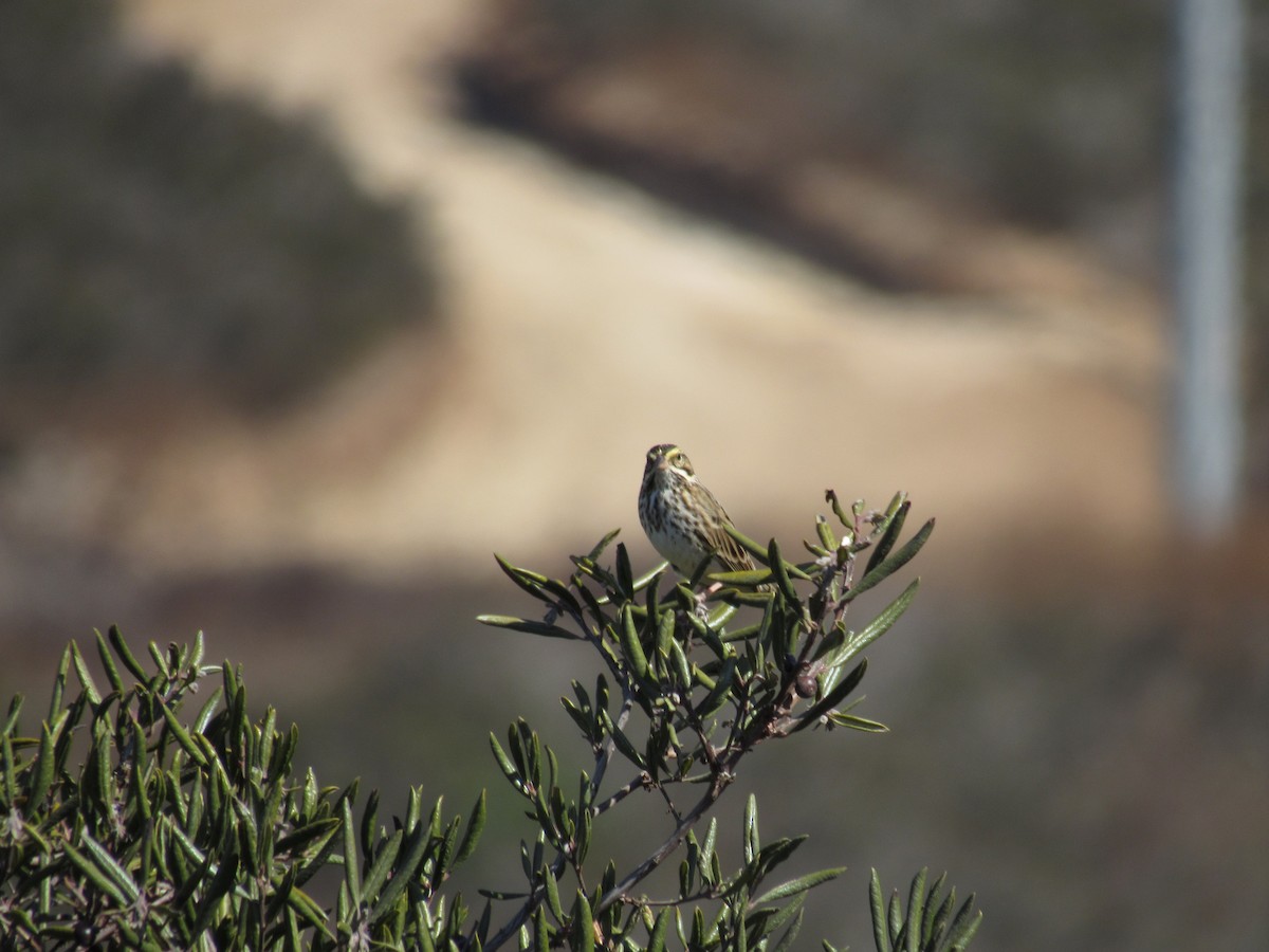 Savannah Sparrow - ML181133191